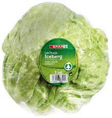 [13254] LECHUGA FOXY 1 HEAD