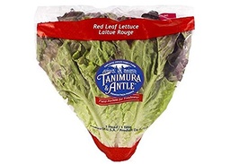 [4918] LECHUGA TANIMURA & ANTLE      