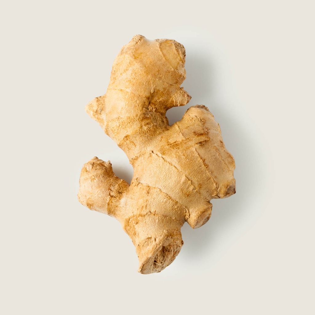 JENGIBRE                      