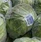 LECHUGA AMERICANA             