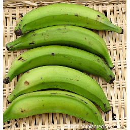 [R7481] GUINEOS VERDES PQT            