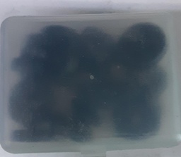 [R5669] ZAPATILLAS CAJA PLASTICA      